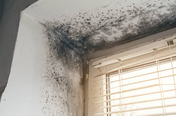 Affordable Basement Mold Removal solutions in Point Pleasant, PA