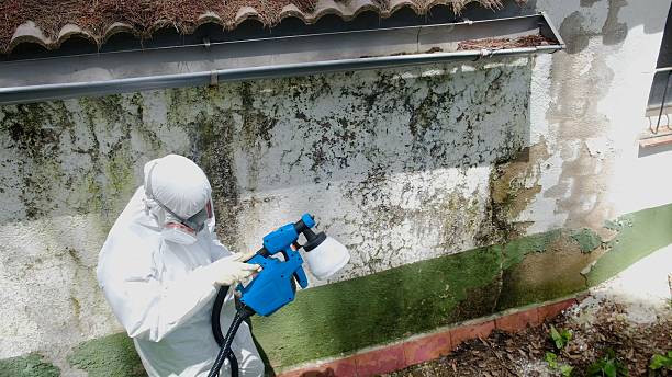 Top rated local Basement Mold Removal specialists in Point Pleasant, PA